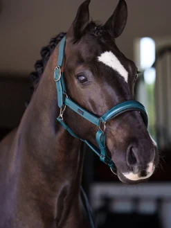 Anatomisches Glimmer Leder Halfter