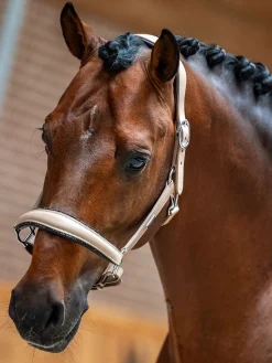 Glimmer Anatomisches Leder Halfter