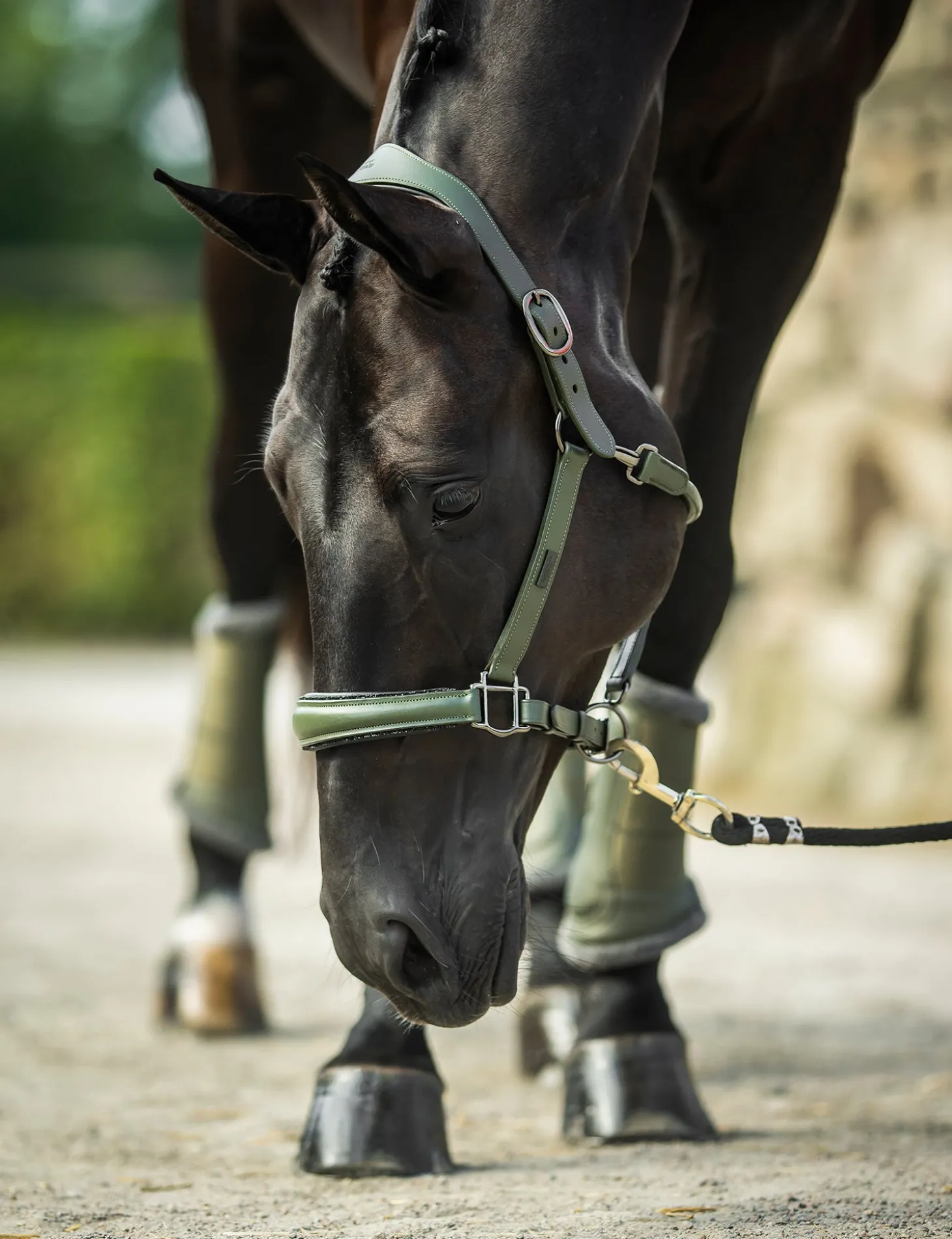 Glimmer Anatomisches Leder Halfter