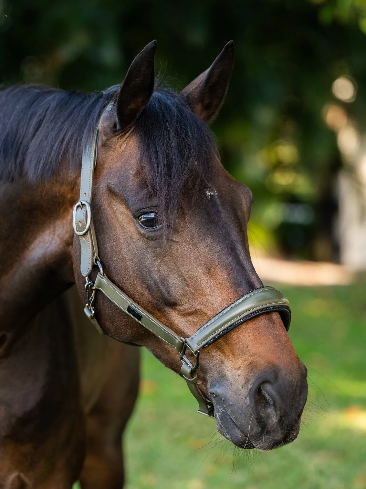 Glimmer Anatomisches Leder Halfter