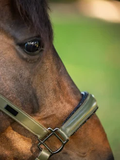 Glimmer Anatomisches Leder Halfter