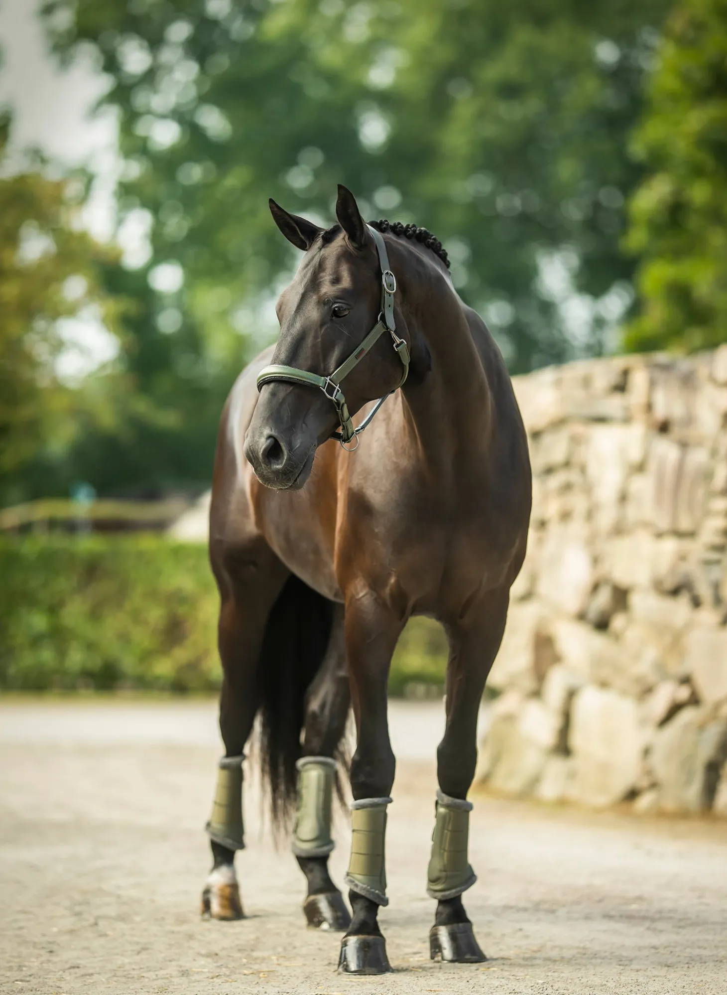 Glimmer Anatomisches Leder Halfter