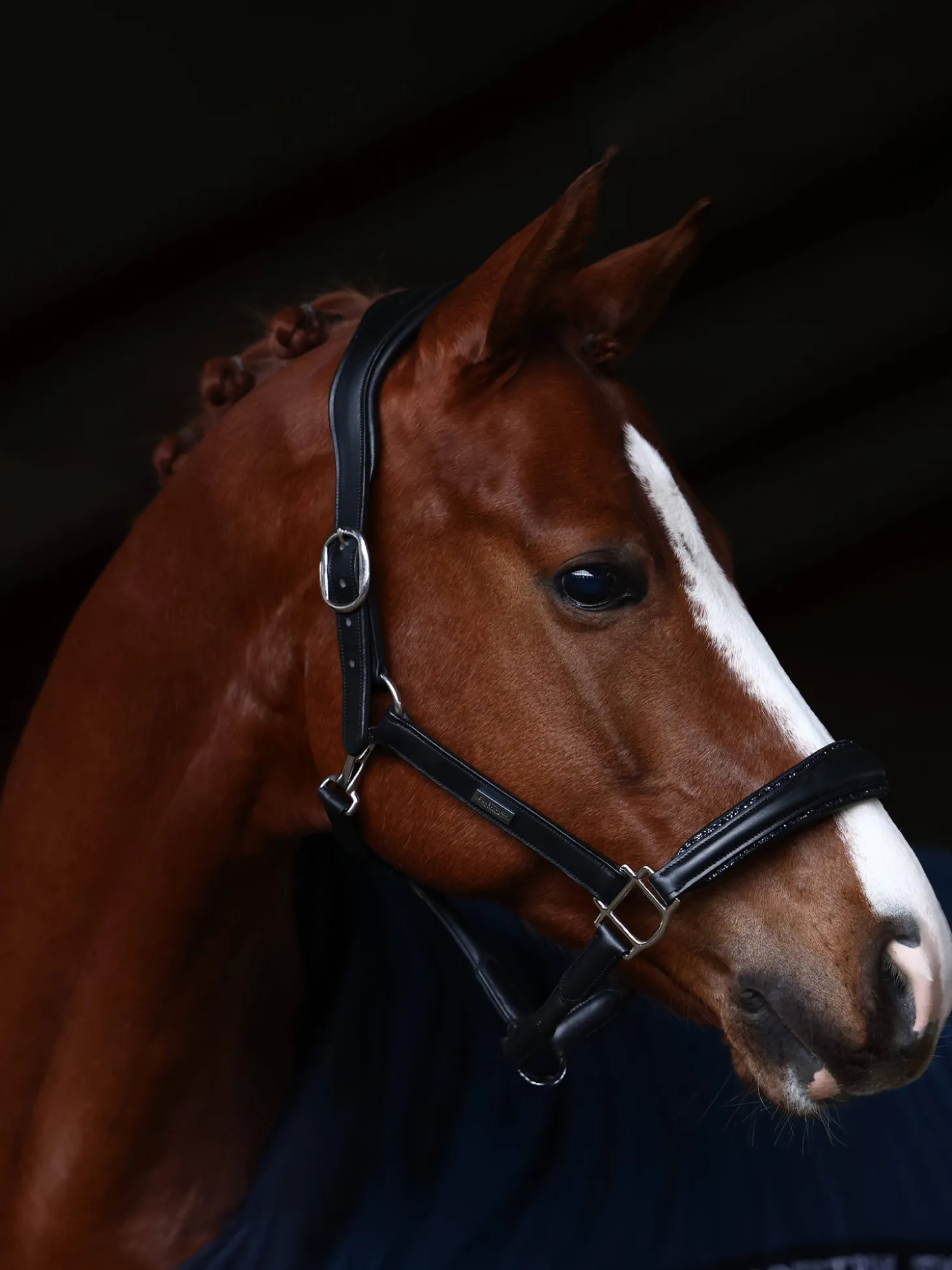 Glimmer Anatomisches Leder Halfter