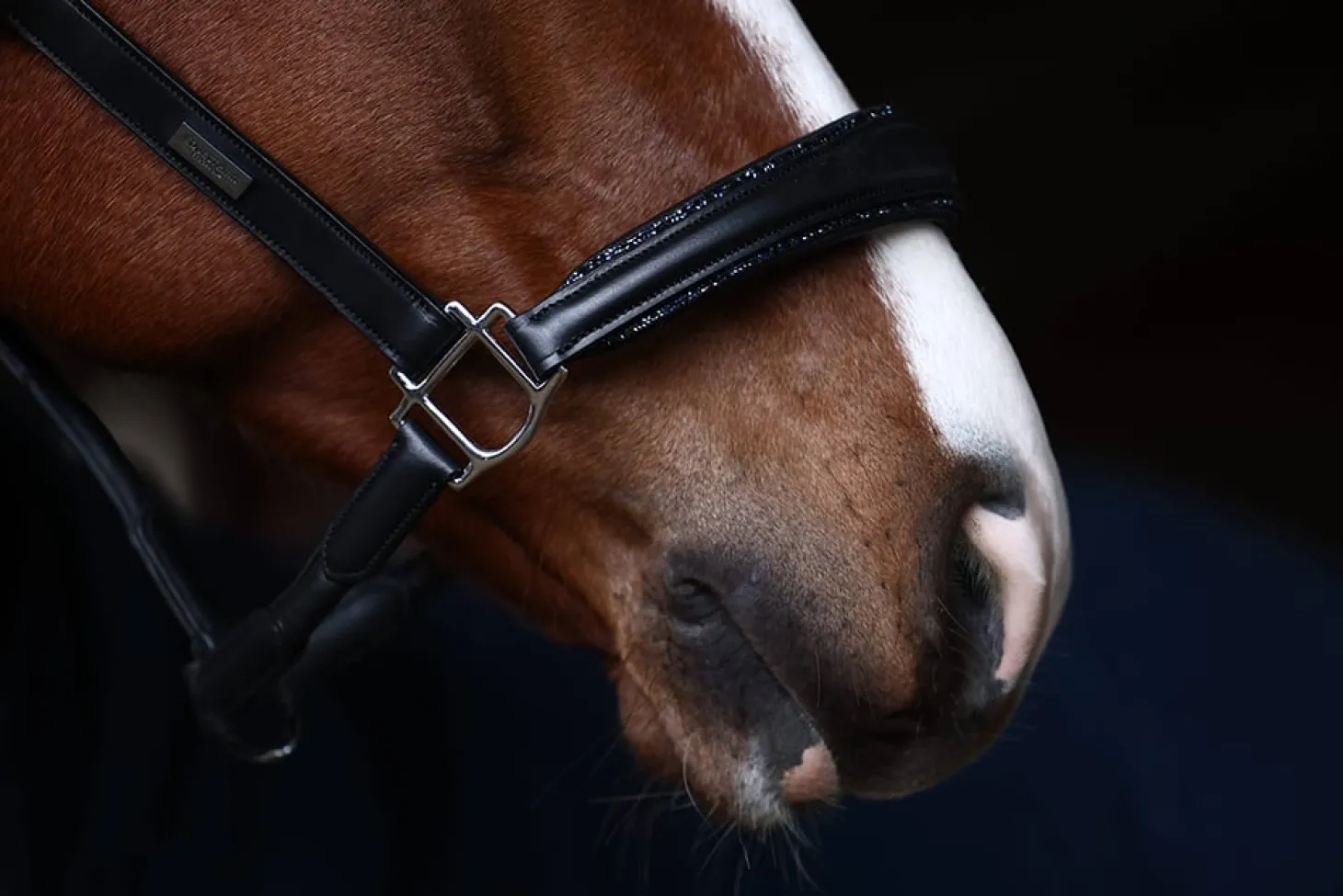 Glimmer Anatomisches Leder Halfter