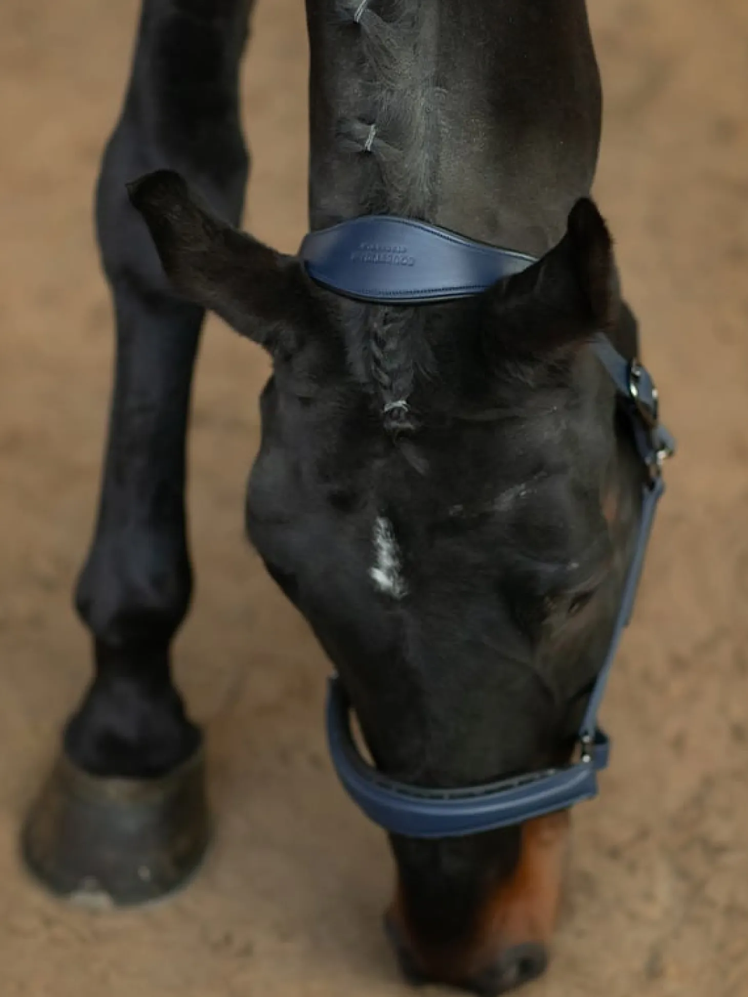 Glimmer Anatomisches Leder Halfter