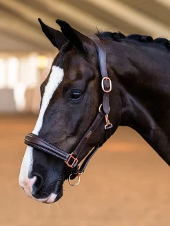 Glimmer Anatomisches Leder Halfter