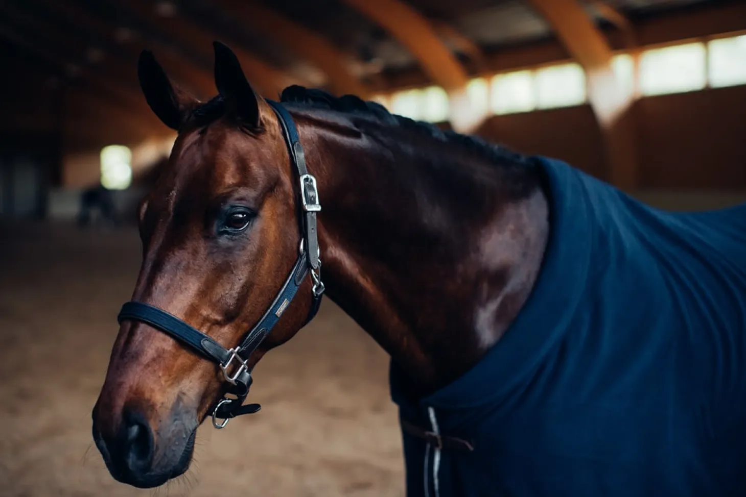 Halfter & Strickt Silber