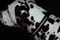 Hundehalsband