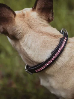 Hundehalsband All In