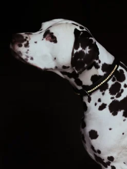 Hundehalsband Bordeaux