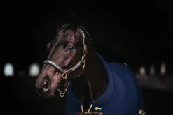 Lederhalfter und Führkette Blau