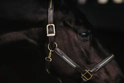 Lederhalfter und Führkette Blau