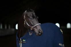 Lederhalfter und Führkette Blau